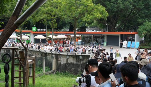 国内十大配资平台排名 “荡千秋吃冰蛋糕 ” 重庆大熊猫“莽灿灿”迎2周岁生日